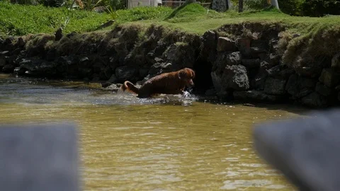 Young Irish Setter dog playing in the water Stock Footage 100200215