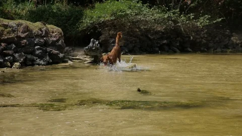 Young Irish Setter jumping in the water Stock Footage 100200311