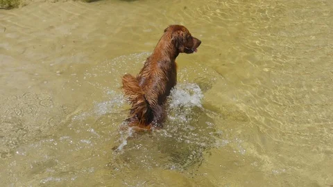Young Irish Setter puppy playing on the beach Stock Footage 100200375