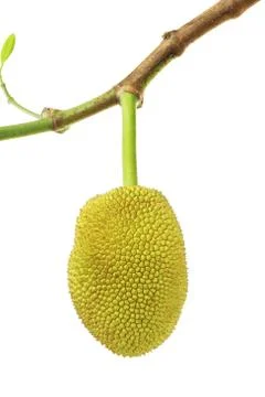 Young jack fruit Stock Photos