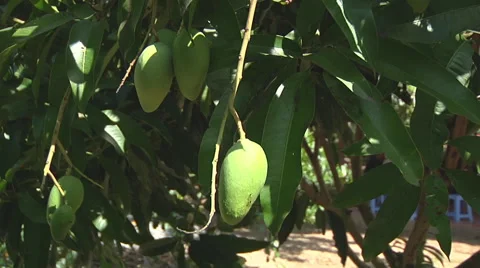 Young Jack fruit on a tree at The Mekong Delta, Vietnam Stock Footage 52691886