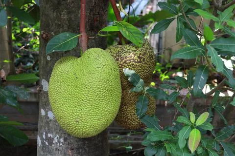 Young jack fruit on tree. Foto stock
