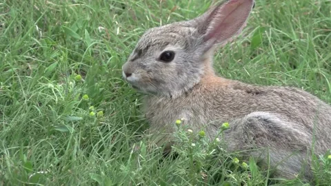 Young Jack Rabbit Stock Footage 155604367