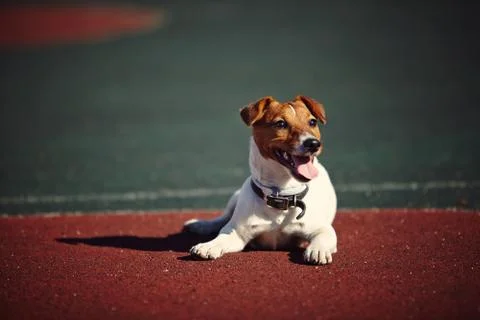 Young Jack Russel Terrier Stock Photos