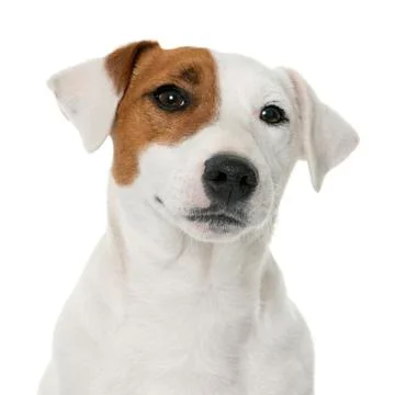 Young jack russel terrier Stock-Fotos