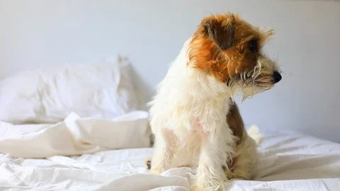 Young jack russel terrier sitting on bad in loft room fun animals Stock Footage 116336721