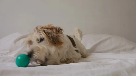 Young jack russel terrier sitting on bad and play with ball in loft room fun Stock Footage 116338687