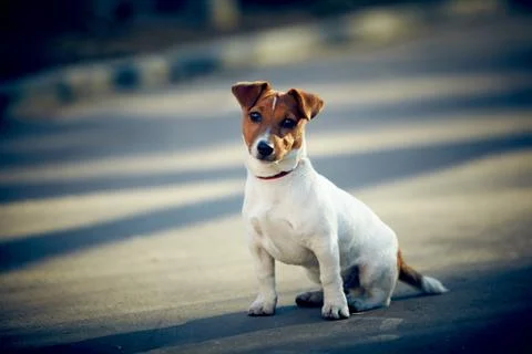 Young Jack Russel Terrier sitting Stock Photos