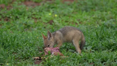 Young jackal playing with impala kill, morning backlight near the water lake. Ja Stock Footage 324030595