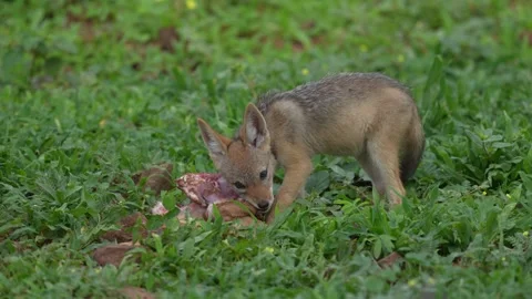 Young jackal playing with impala kill, morning backlight near the water lake. Ja Stock Footage 324030652