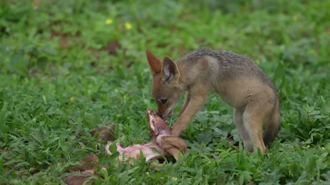 Young jackal playing with impala kill, morning backlight near the water lake. Ja Stock Footage 324035287