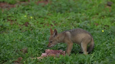 Young jackal playing with impala kill, morning backlight near the water lake. Ja Stock Footage 324035490