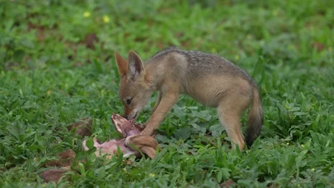 Young jackal playing with impala kill, morning backlight near the water lake. Ja Stock Footage 324035512
