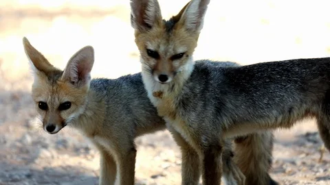 YOUNG JACKALL CUBS Stock Footage 104866424
