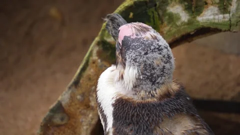 A young jackass penguin Stock Footage 268756025