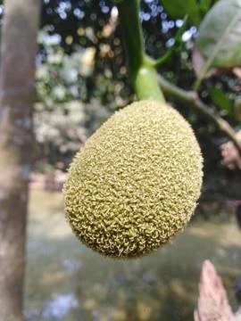 Young jackfruit bud in the tree Stock Photos