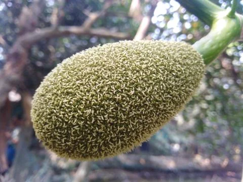 Young jackfruit bud in the tree Stock Photos