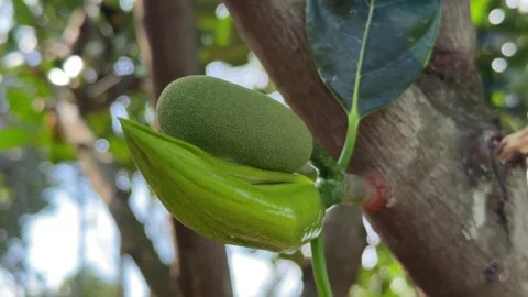 Young jackfruit develop along a branch near the trunk with plantation trees and Stock Footage 329373073