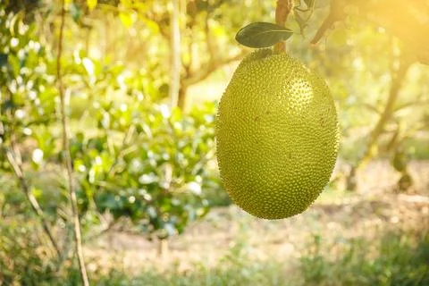 Young Jackfruit in the farm with soft light Foto stock