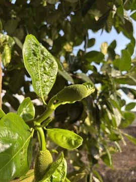 Young jackfruit fruit and green leaves on tree in sunlight Stock Photos
