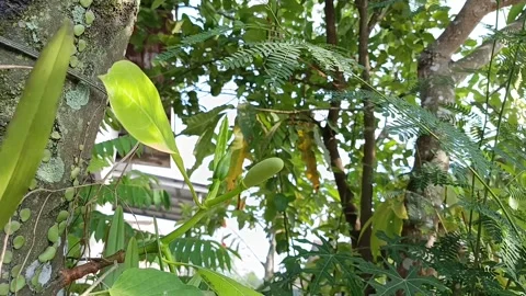 Young Jackfruit Growing on Jackfruit Tree Stock Footage 341997347