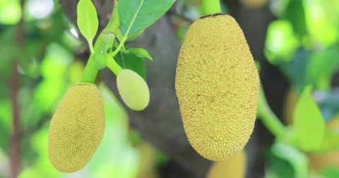 Young jackfruit growing on a tree among fresh green leaves in a tropical ga.. Stock Footage 343646506
