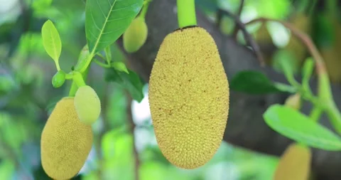 Young jackfruit growing on a tree among fresh green leaves in a tropical ga.. Stock Footage 344092207