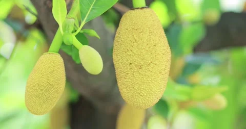 Young jackfruit growing on a tree among fresh green leaves in a tropical ga.. Stock Footage 344790042