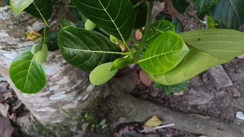 Young Jackfruit Growing on Tree Stock Footage 340116318