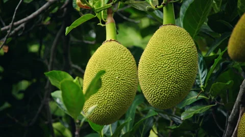 Young jackfruit growing on tree in tropical garden with lush green leaves Stock Footage 331987862
