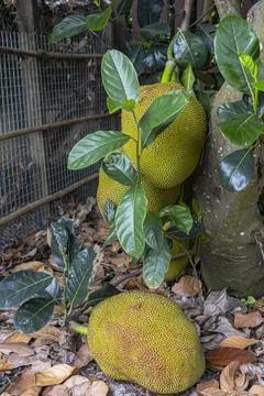 Young Jackfruit Growing On A Tree In A Tropical Garden 02 Photos