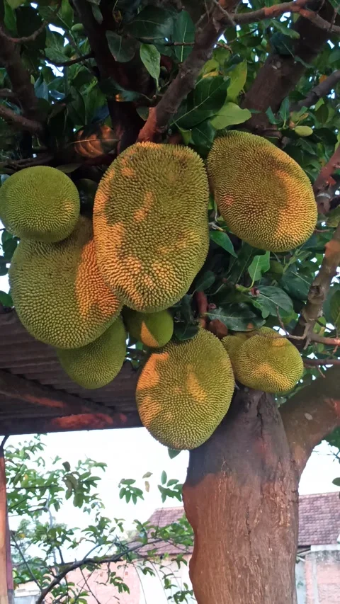Young Jackfruit Hanging on the Tree Video stock 318544040