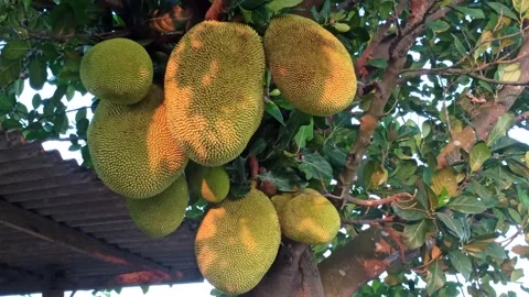 Young Jackfruit Hanging on the Tree Stock-Footage 318544041