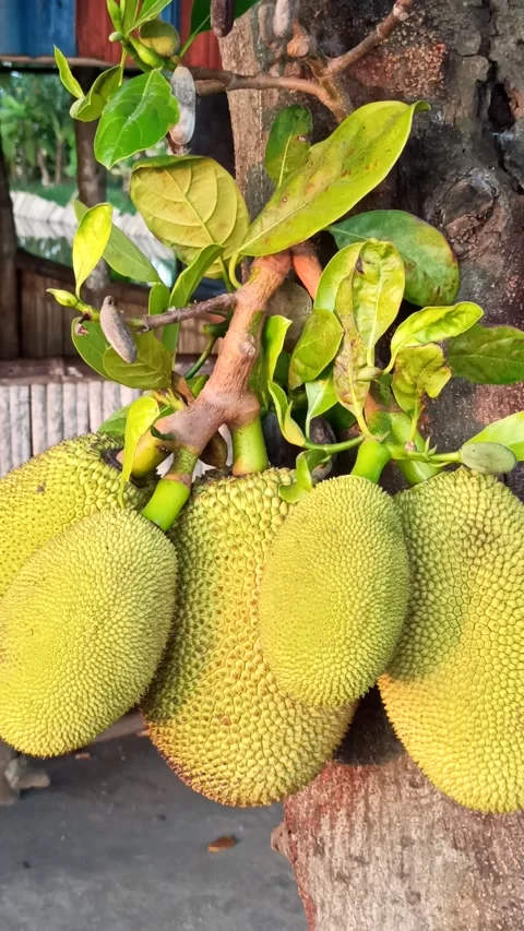 Young Jackfruit Hanging on the Tree Stock-Footage 318544042