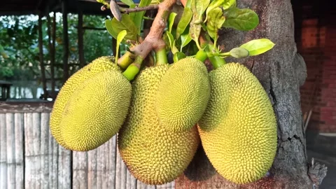 Young Jackfruit Hanging on the Tree Stock-Footage 318544047