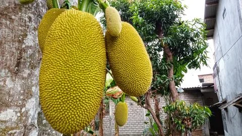 Young jackfruit hanging from the tree Stock Photos
