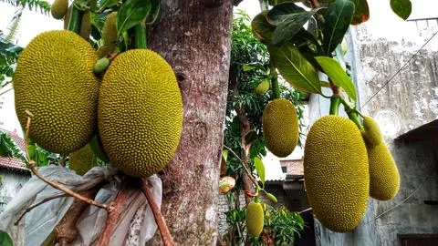 Young jackfruit hanging from the tree Stock Photos