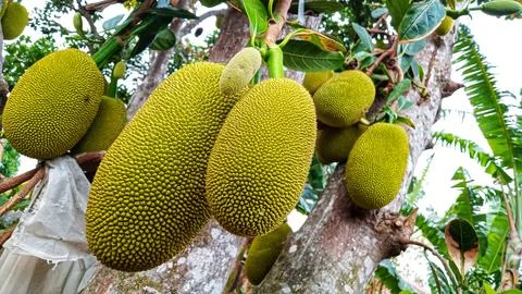 Young jackfruit hanging from the tree Stock Photos