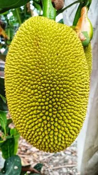 Young jackfruit hanging from the tree Stock Photos