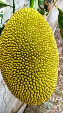 Young jackfruit hanging from the tree Stock Photos