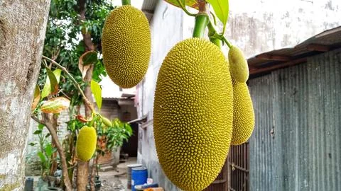 Young jackfruit hanging from the tree Stock Photos