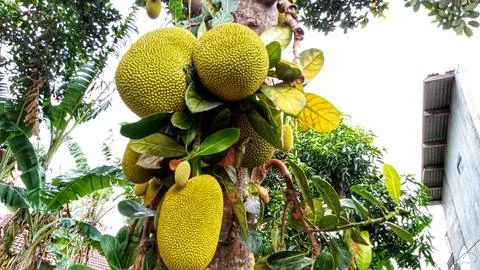Young jackfruit hanging from the tree Stock Photos