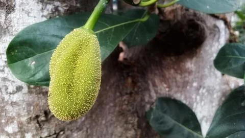 Young jackfruit hanging from the tree Stock Photos