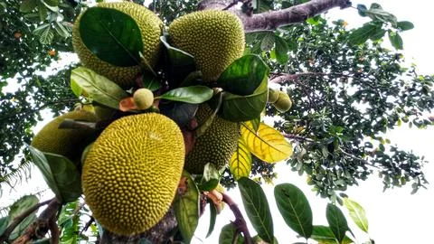 Young jackfruit hanging from the tree Stock Photos