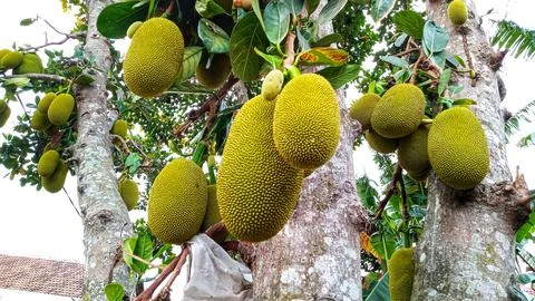 Young jackfruit hanging from the tree Stock Photos