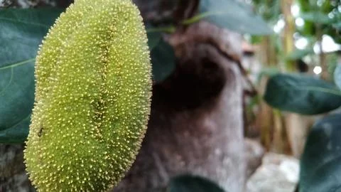 Young jackfruit hanging from the tree Stock Photos
