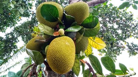 Young jackfruit hanging from the tree Stock Photos