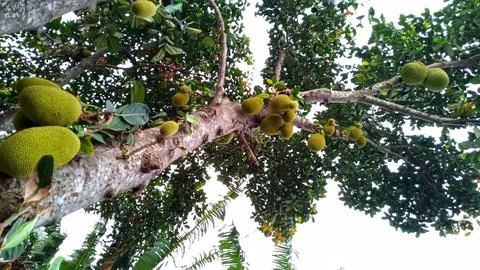 Young jackfruit hanging from the tree Foto stock