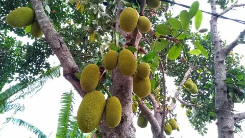 Young jackfruit hanging from the tree Stock Photos