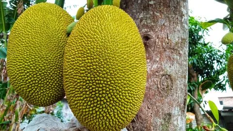 Young jackfruit hanging from the tree Stock Photos